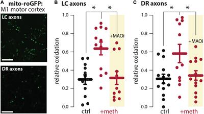 Differential vulnerability of locus coeruleus and dorsal raphe neurons to chronic methamphetamine-induced degeneration